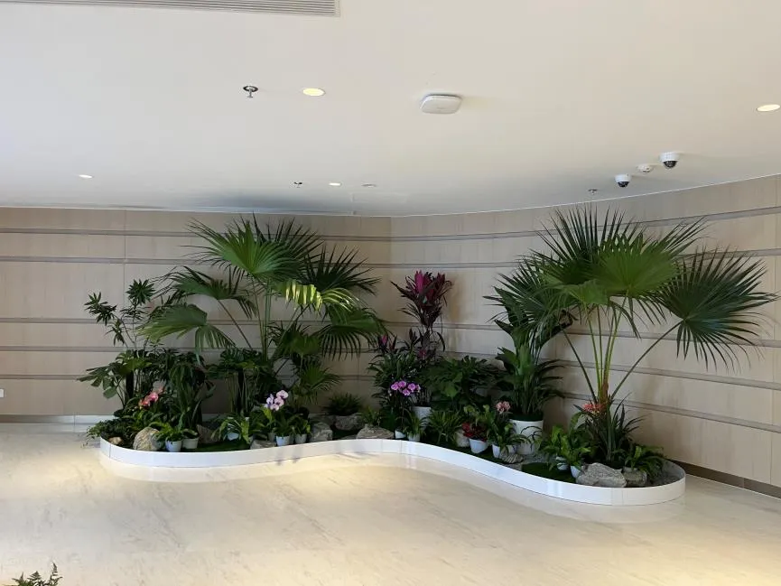 专业镇海植物租赁，给你专属绿色体验