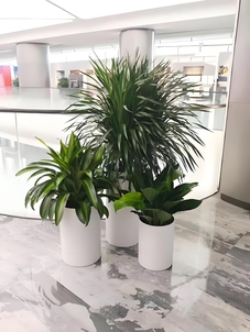 宁波慈溪绿植租赁价格